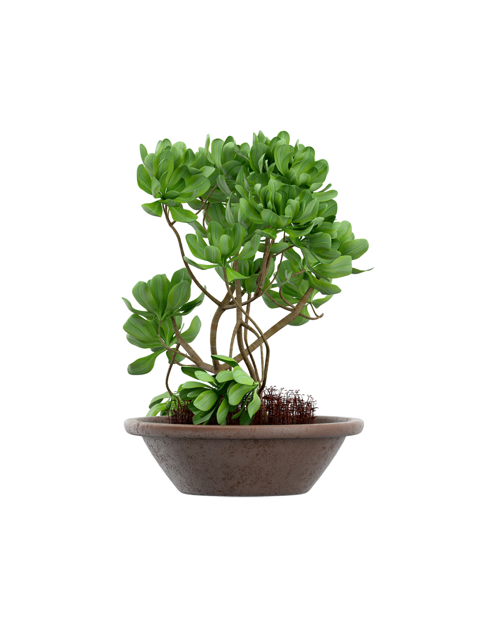 Senecio stapeliiformis